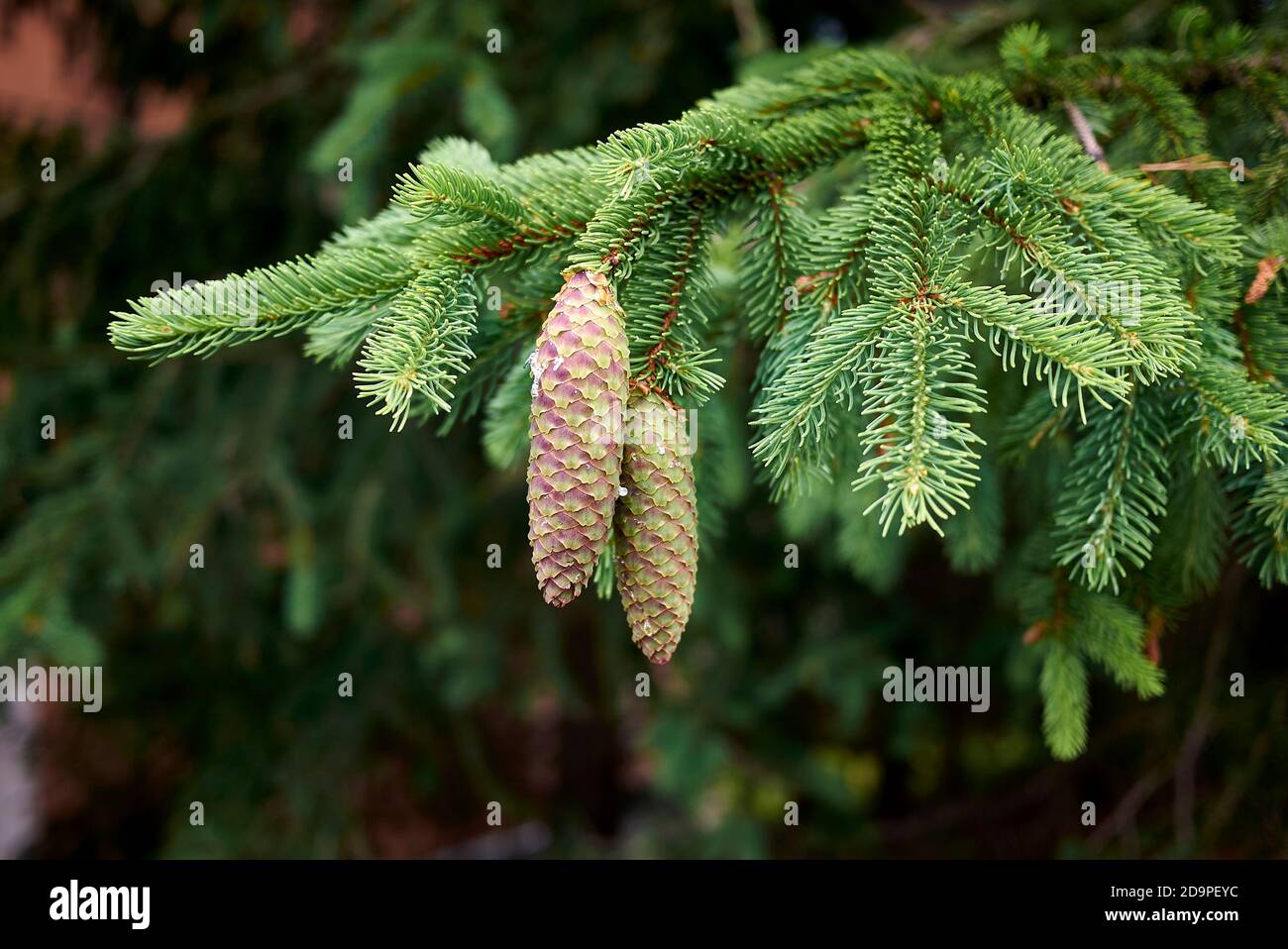 Picea abies branch close up Stock Photo