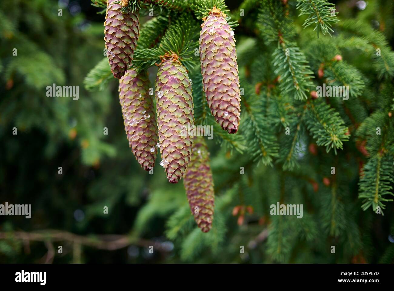 Picea abies branch close up Stock Photo