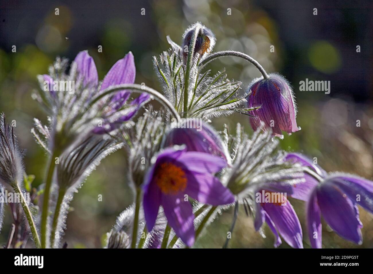 Pasque flower (Pulsatilla grandis) .The first spring flower on meadow Stock Photo