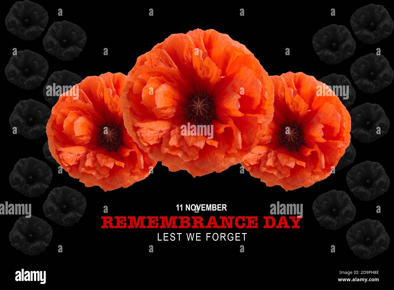 Remembrance day banner. Poppy flower on black background Stock Photo