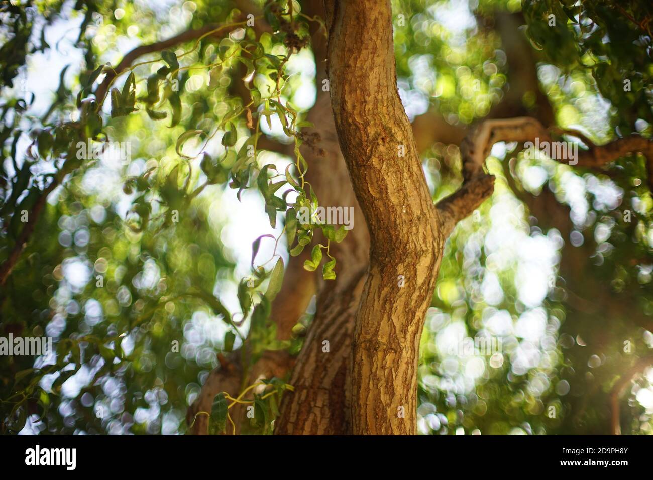 Curly willow hires stock photography and images Alamy