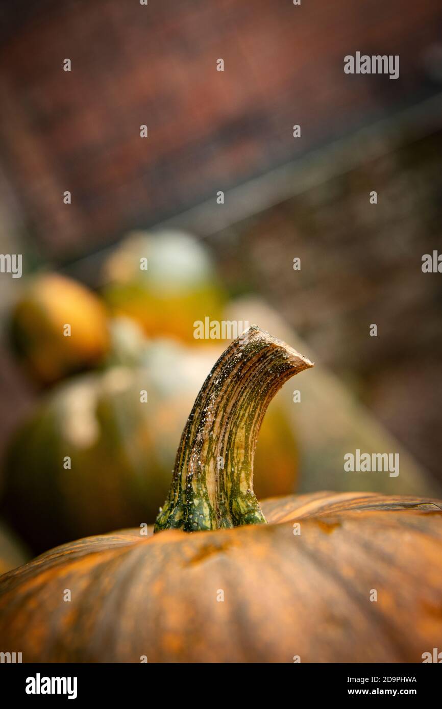 Pumpkins and gourds Stock Photo