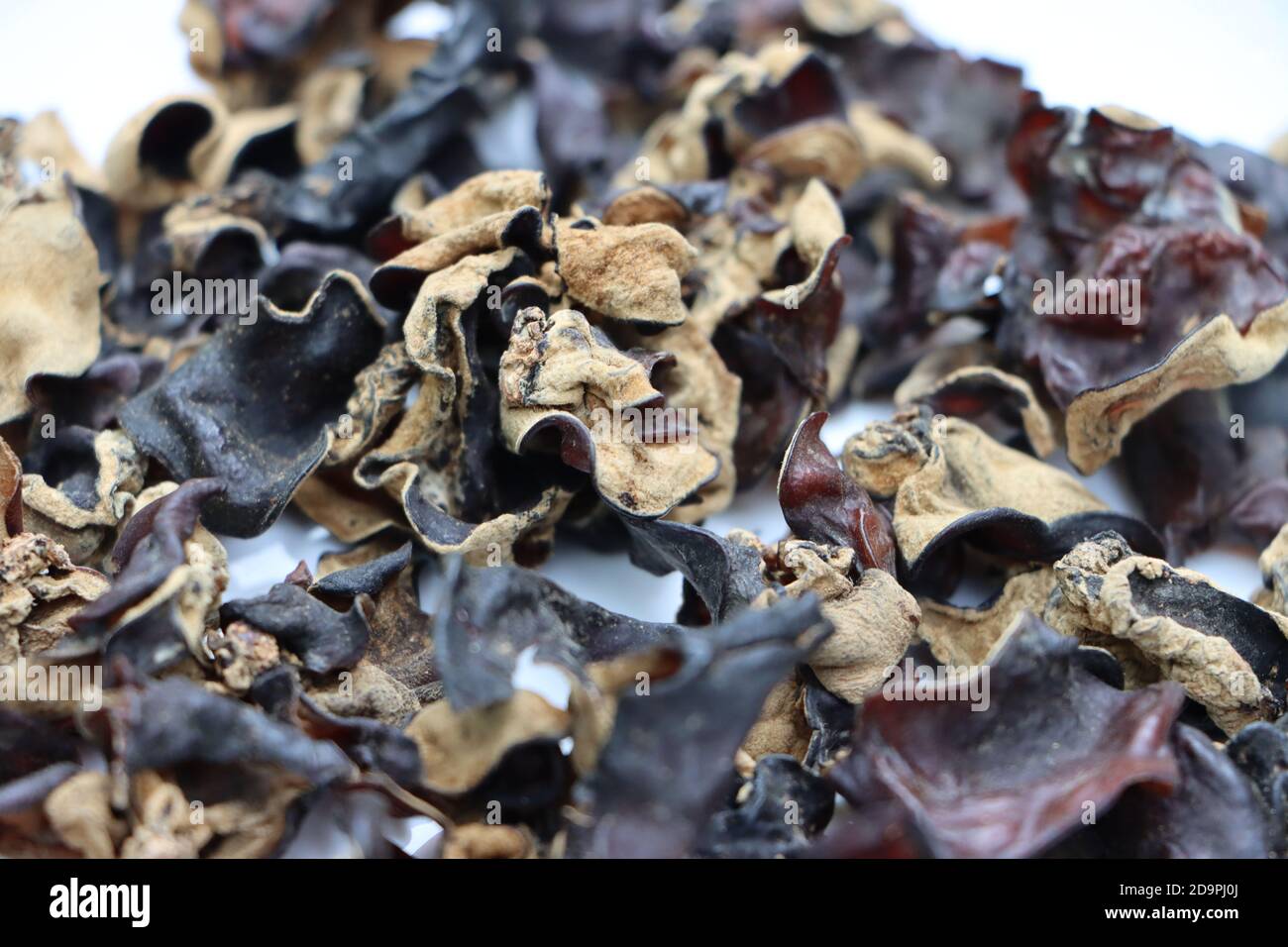 Dry wood ear mushroom or cloud ear mushroom, delicacy of Sikkim, India