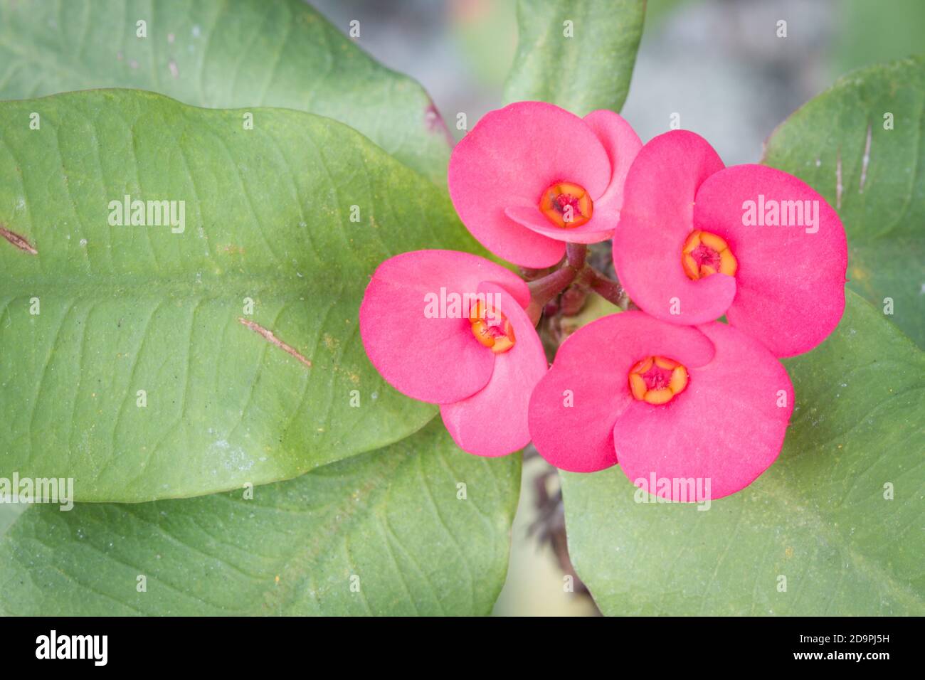 closeup photo of Euphorbia milii with copyspace on the left. Stock Photo