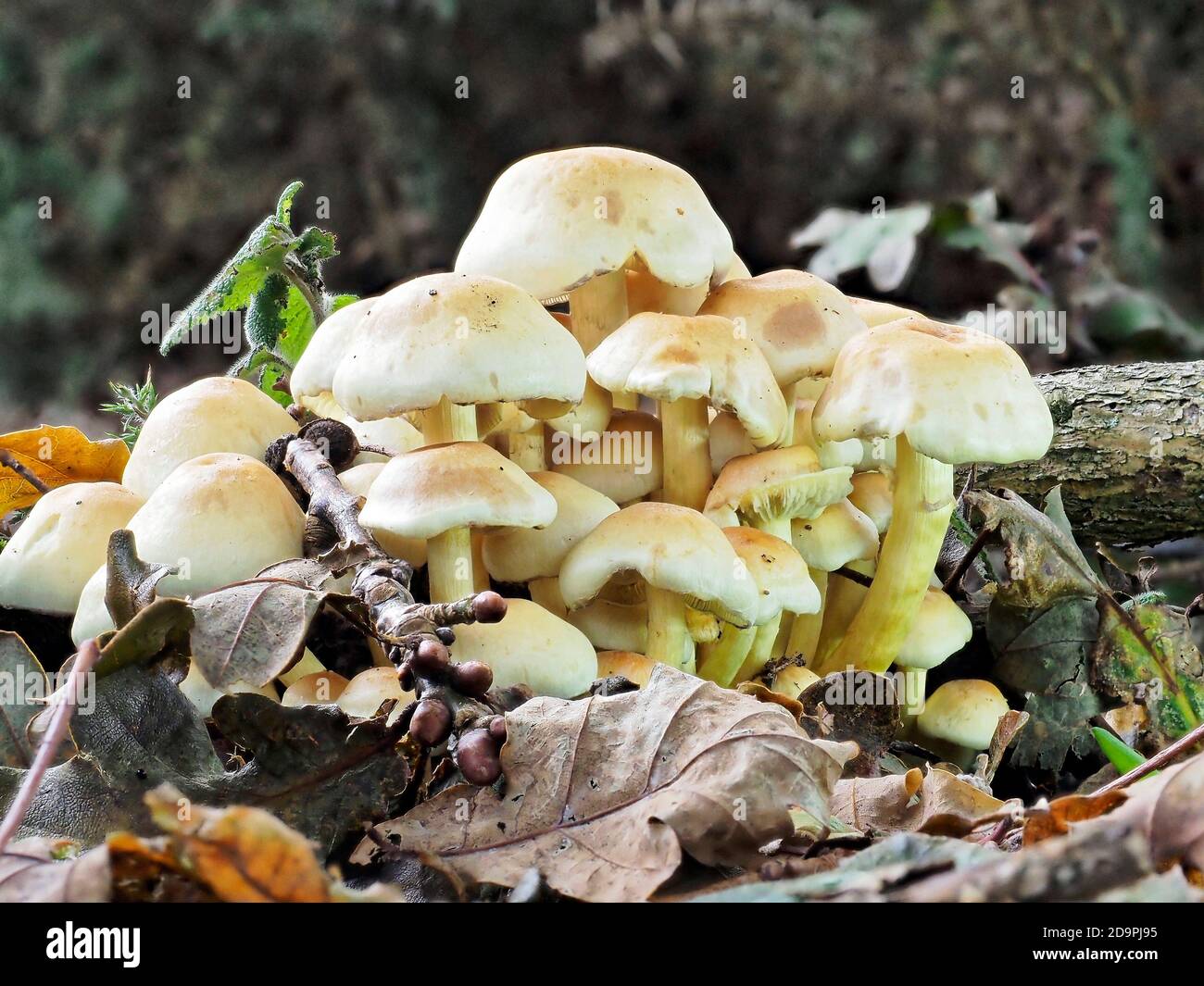 A clump of Watery Hypholoma toadstools (Psathyrella hydrophila) growing on decaying and part buried wood. Stock Photo