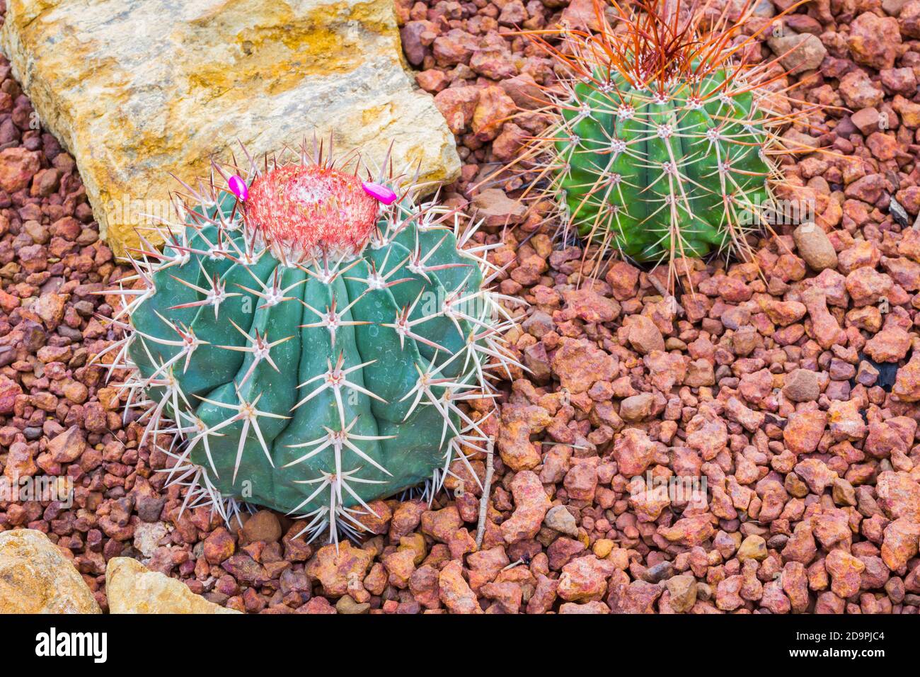 Cactus - Melocactus ernestii (Cactaceae Stock Photo - Alamy