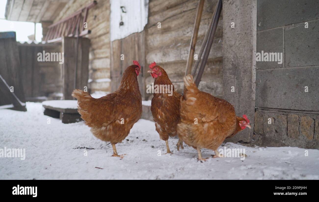 Brown hens on the farm in the winter. Chickens in snow Stock Photo