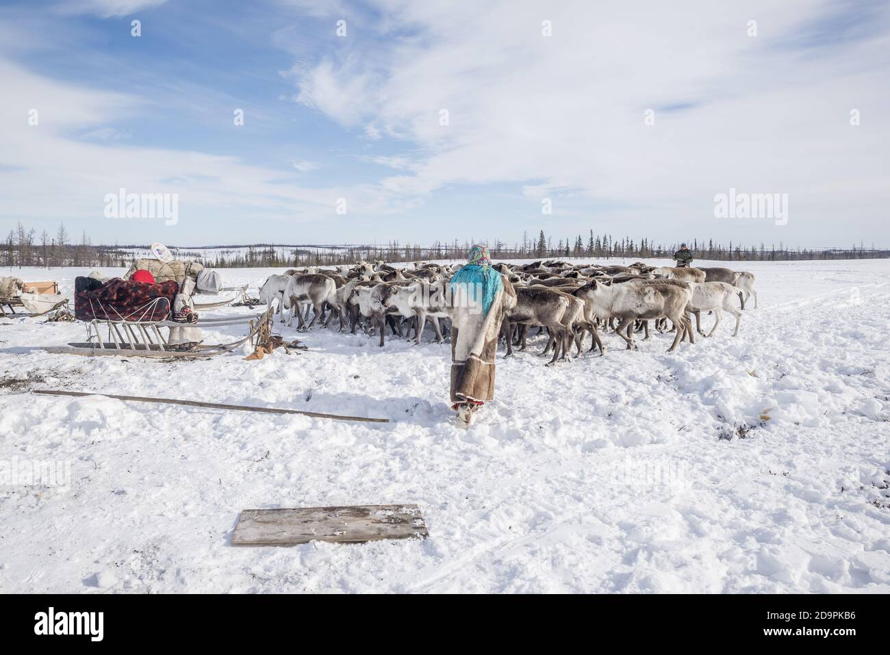 Nenets people preparing the reindeers sleighs for the migration, Yamalo-Nenets Autonomous Okrug, Russia Stock Photo