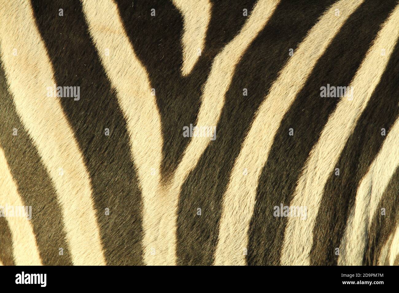 Close up of Plains Zebra (Equus quagga) Skin with fur in a Symmetrical Pattern. Stock Photo