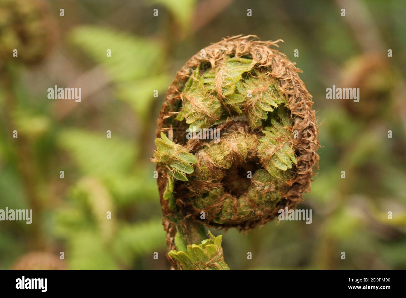 Close up of an Unfurling Bracken Fern (Pteridium) Fiddlehead, from North Wales, UK Stock Photo