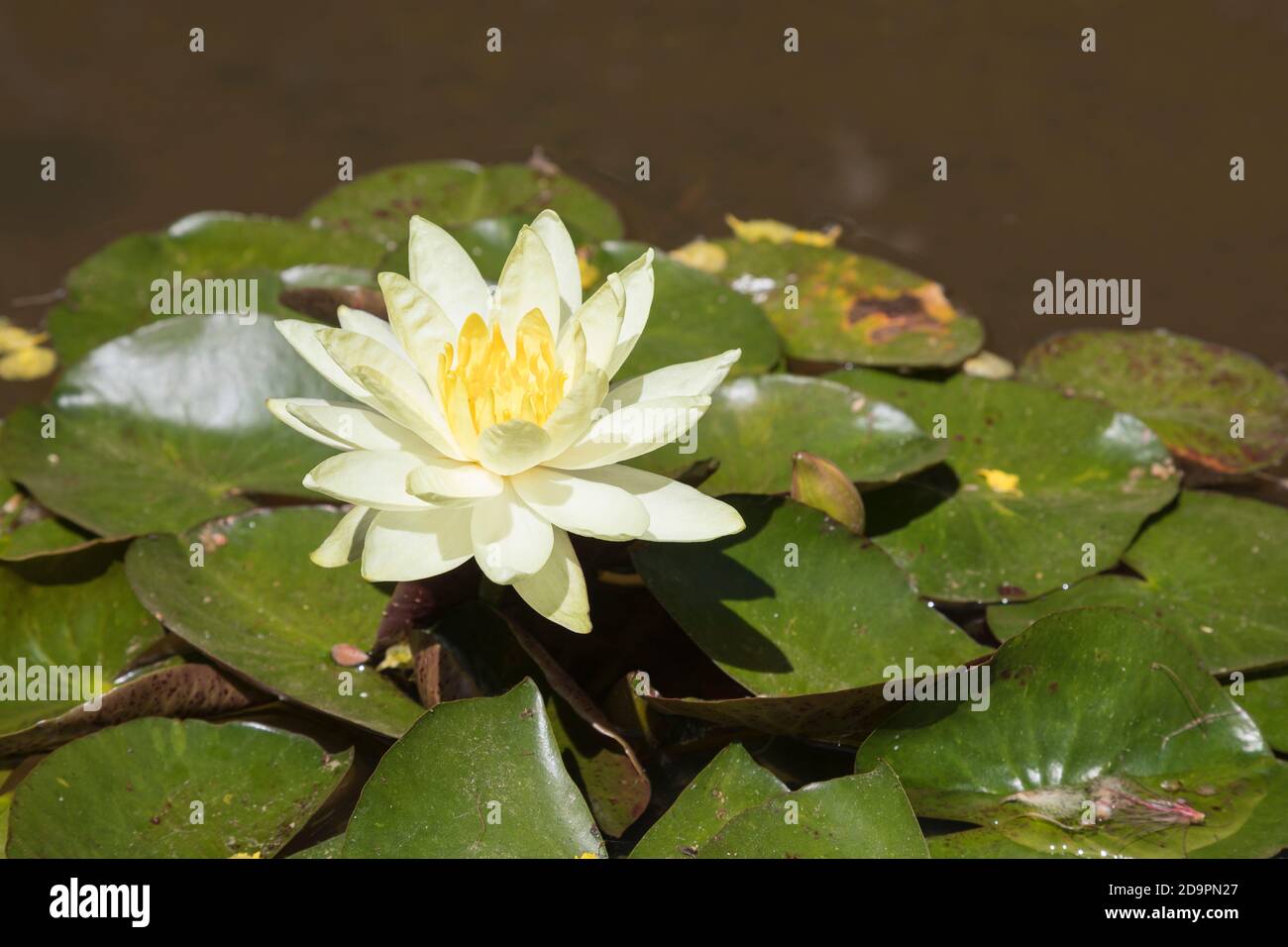 Single pale and dark yellow bloom of the Nymphaea 'Inner Light' water lily in summer, a hardy ornamental aquatic plant Stock Photo