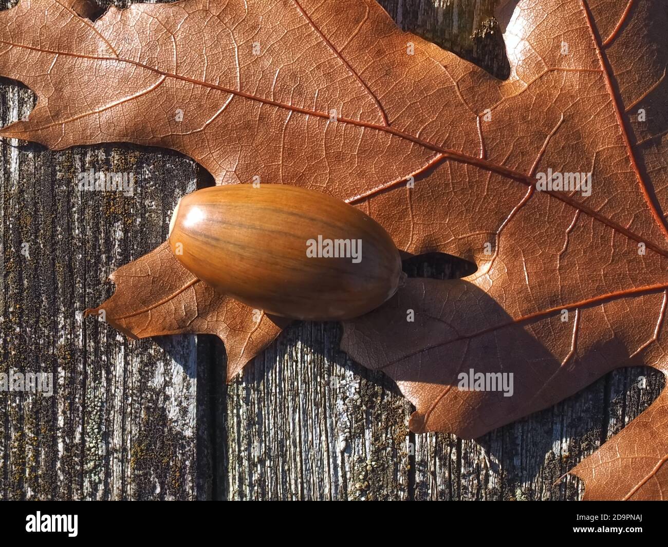 Backlit sun sunlight oak leaf hi-res stock photography and images - Alamy