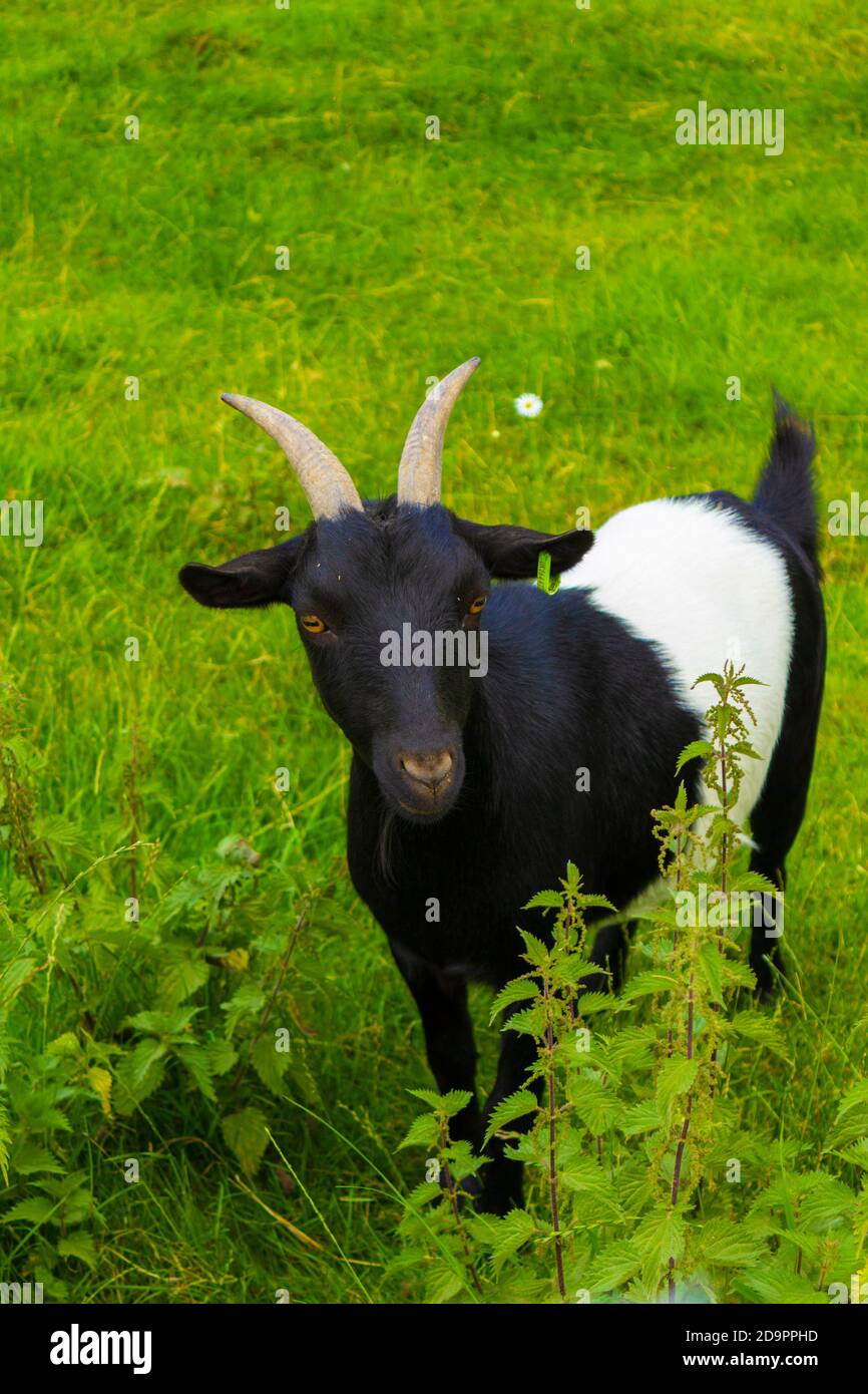 Goat In Garden Goat in garden uk hi-res stock photography and images - Alamy