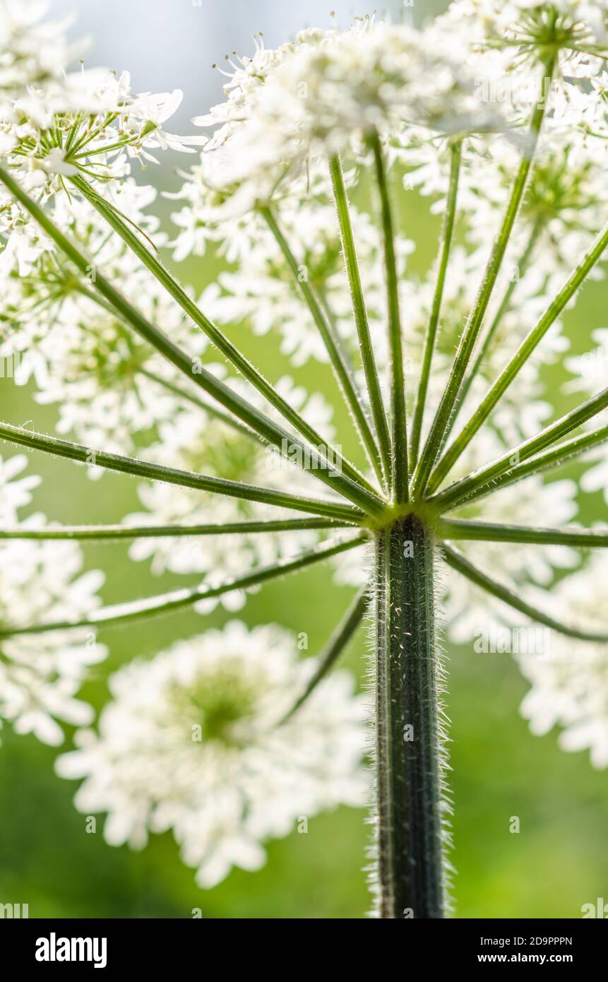 Heracleum mantegazzianum, Hogweed, Apiaceae, cartwheel-flower, giant cow parsley or wild parsnip, hogsbane, wild rhubarb, Germany, Western Europe Stock Photo