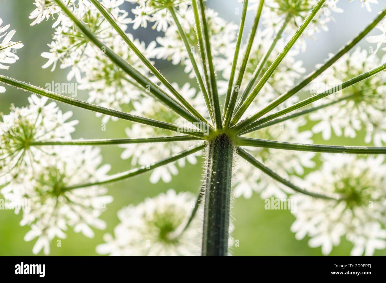 Heracleum mantegazzianum, Hogweed, Apiaceae, cartwheel-flower, giant cow parsley or wild parsnip, hogsbane, wild rhubarb, Germany, Western Europe Stock Photo