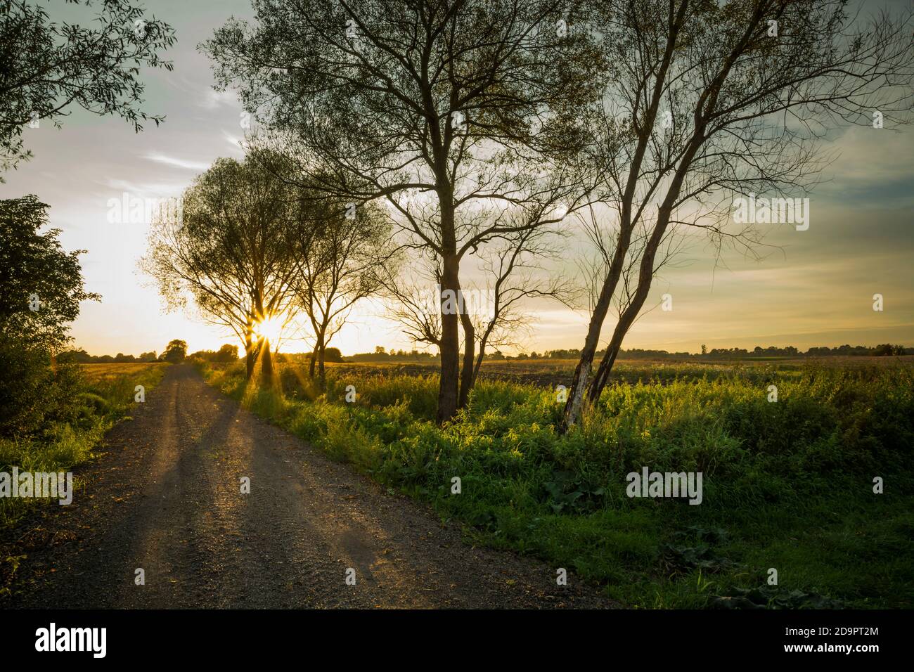 Sunset on country road with tree hi-res stock photography and images ...