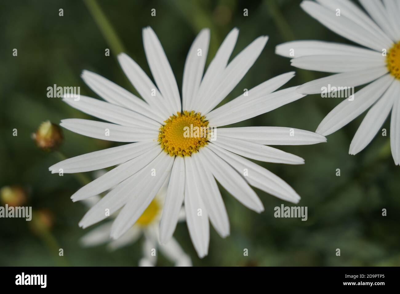 Peace and natural beauty of old fashioned Shasta daisy, perfection in the Australian garden. Stock Photo