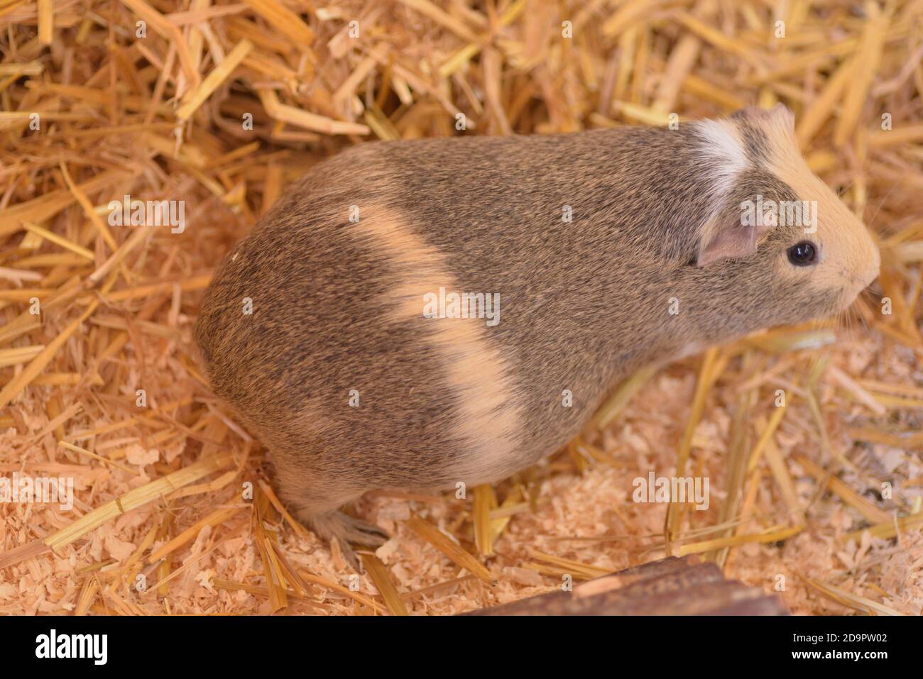 A closer look at Guinea Pig Prenatal Nutrition