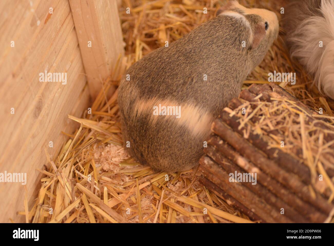 View of healthy pregnant guinea pig Stock Photo - Alamy
