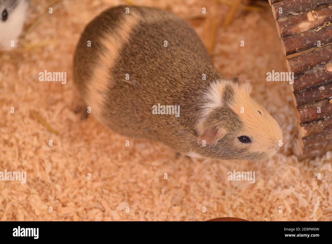 healthy pregnant guinea pig Stock Photo - Alamy