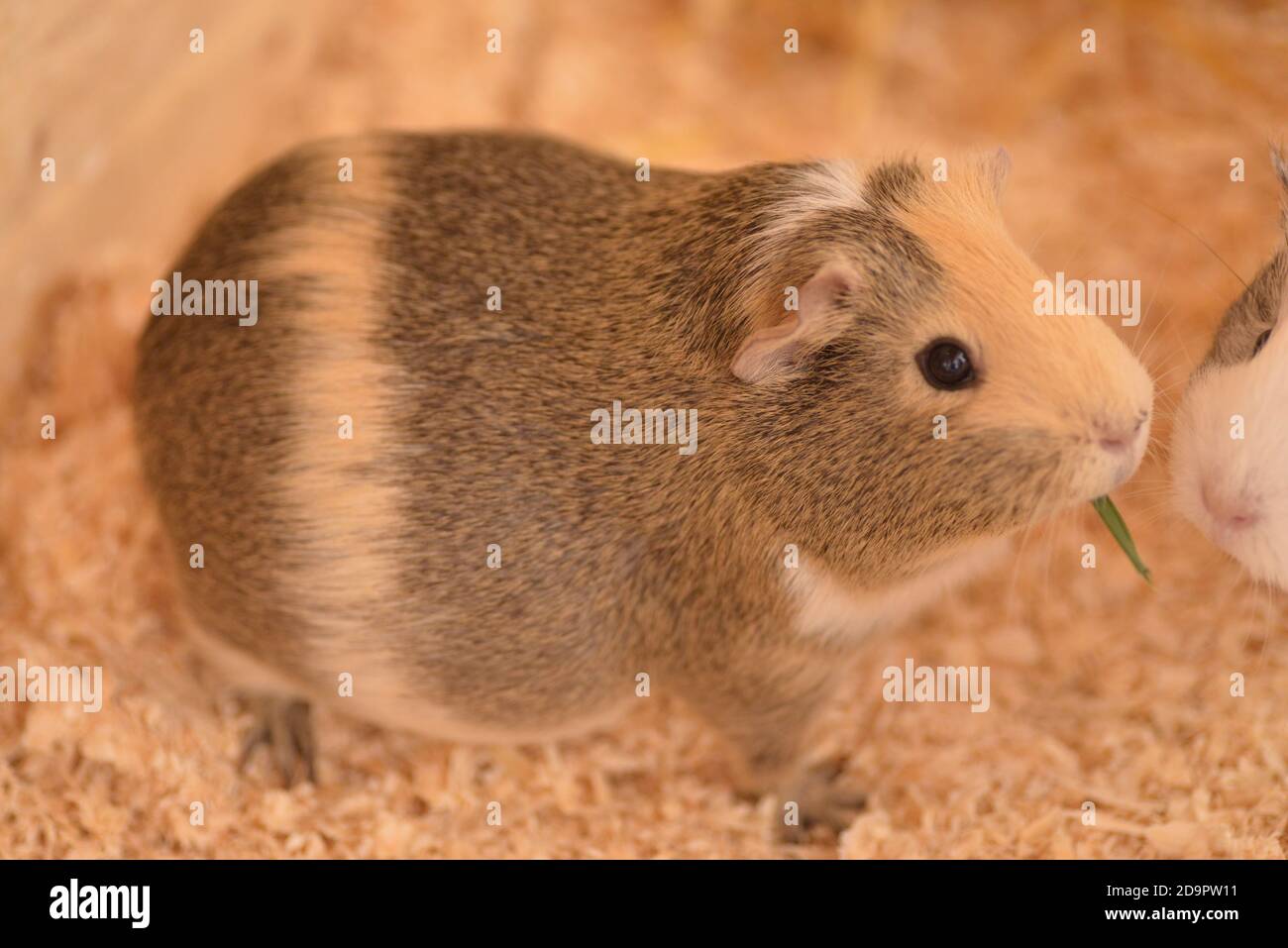 healthy pregnant guinea pig Stock Photo