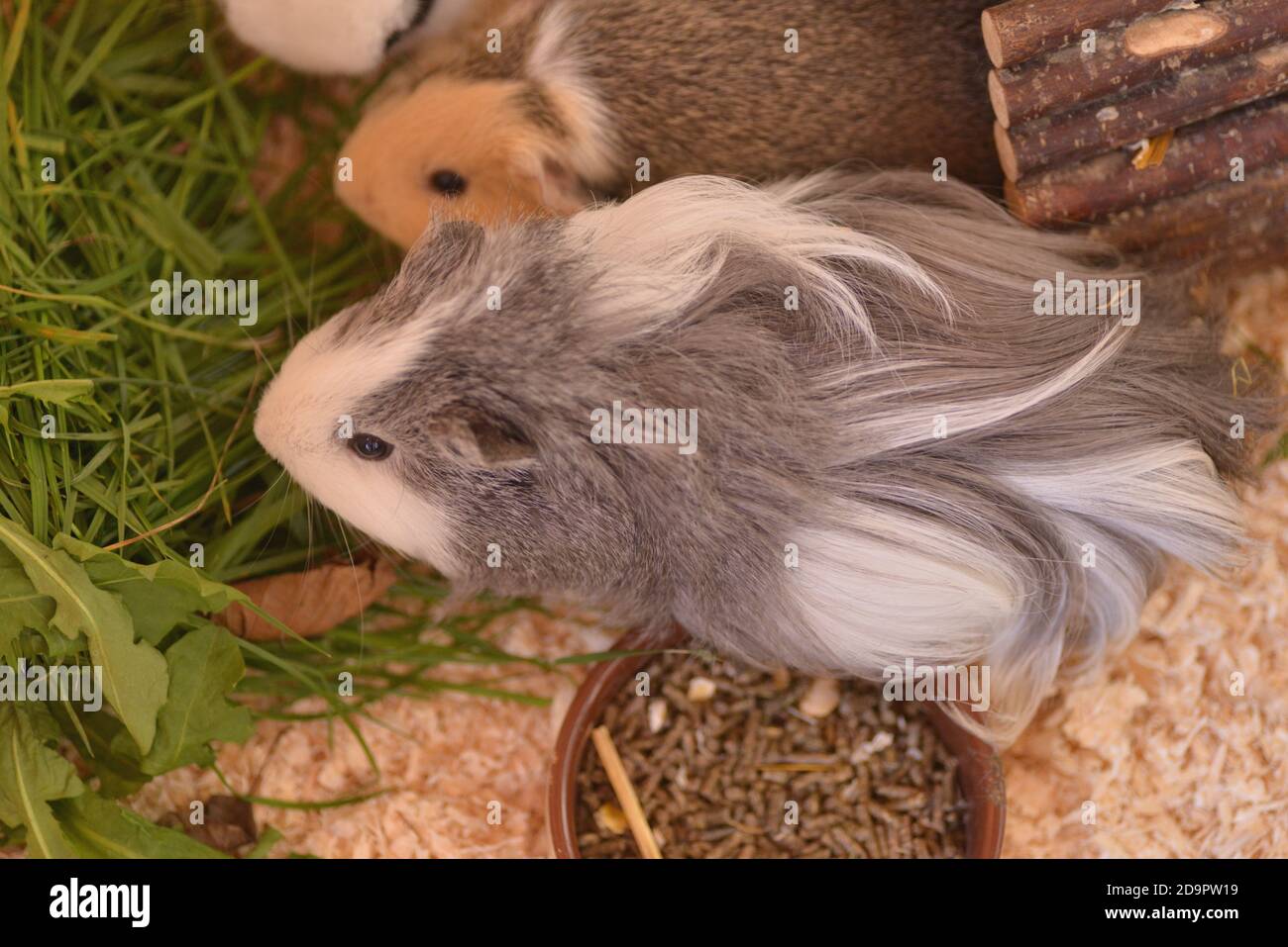 healthy pregnant guinea pig Stock Photo Alamy