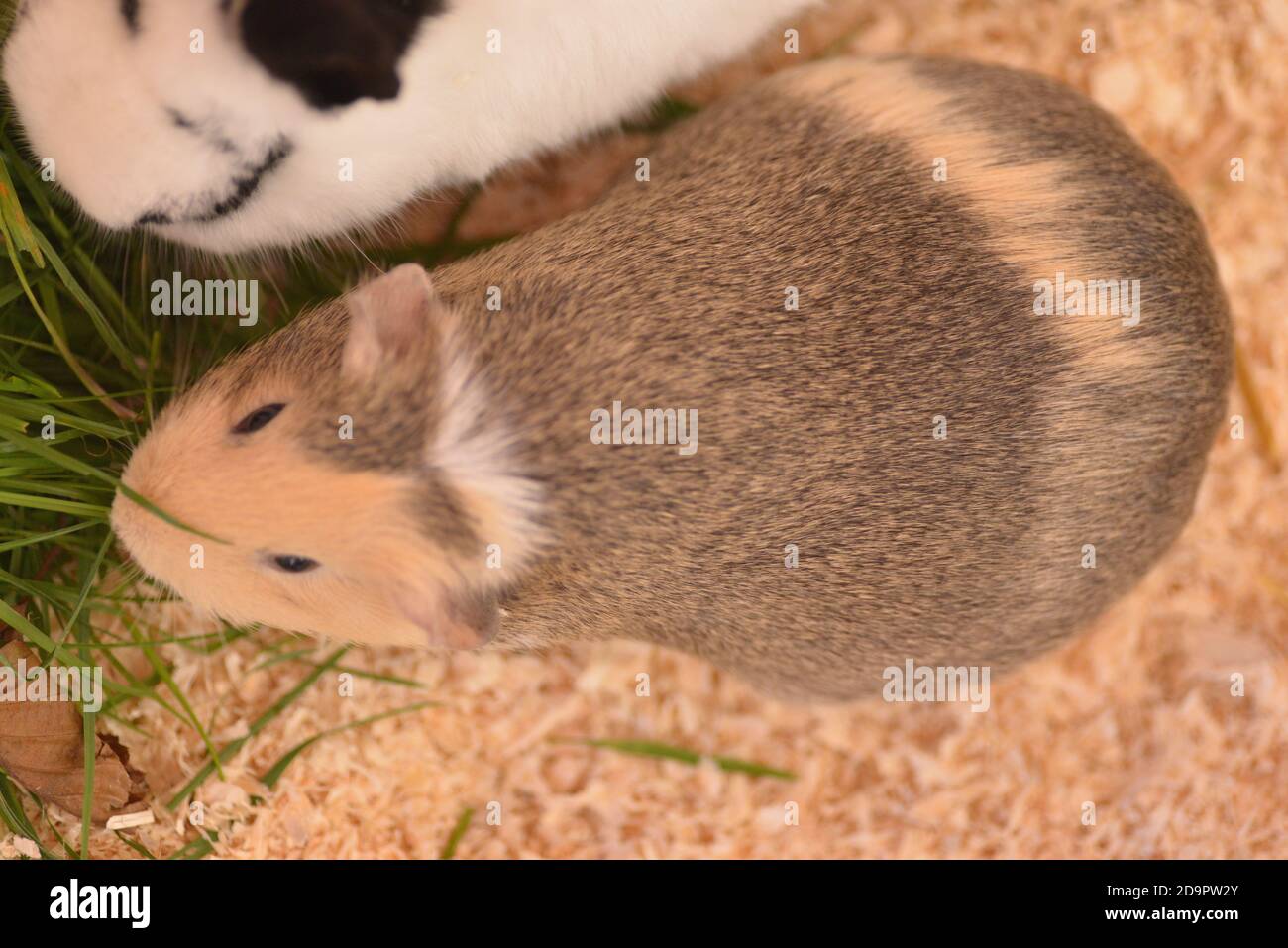 healthy pregnant guinea pig Stock Photo Alamy