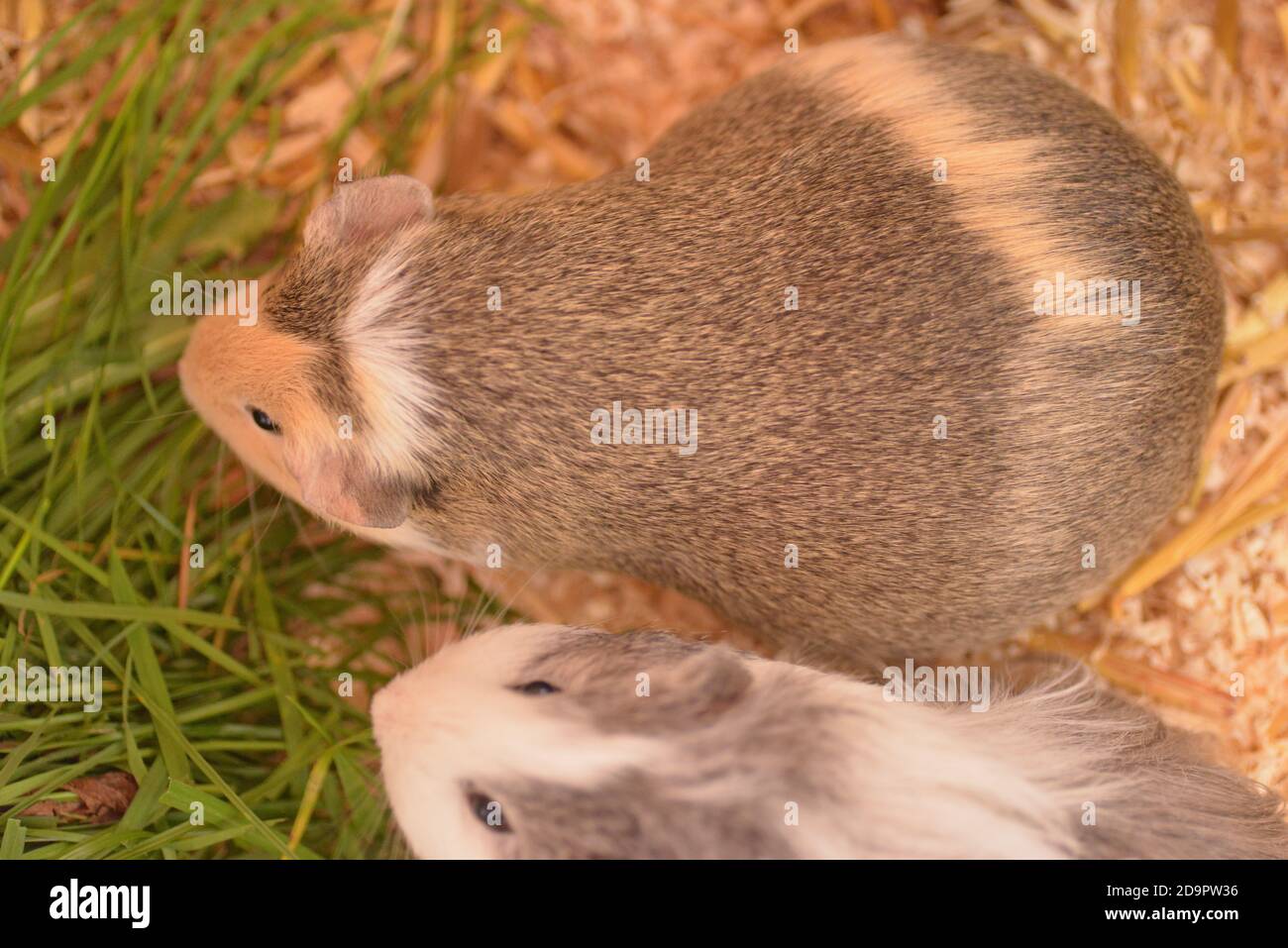healthy pregnant guinea pig Stock Photo - Alamy - Guinea Pig Prenatal Nutrition