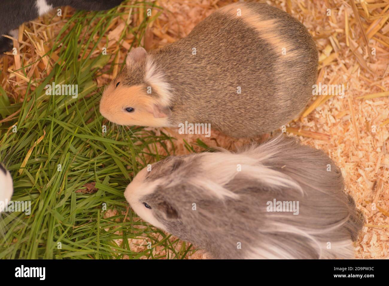 healthy pregnant guinea pig Stock Photo - Alamy