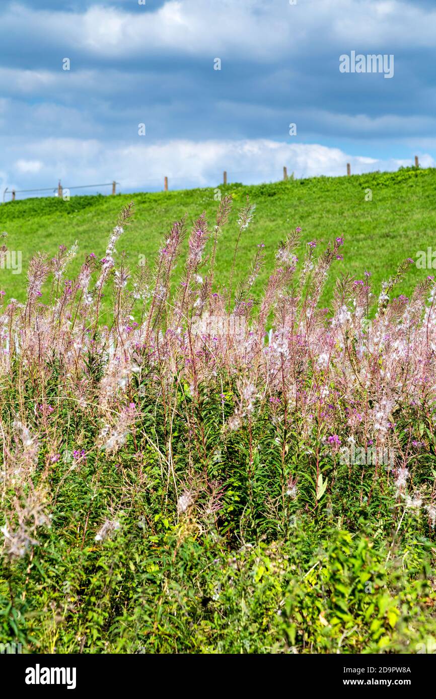 Flowers and pastures along the River Lee Navigation canal near Brimsdown in the River Lee Country Park, UK Stock Photo