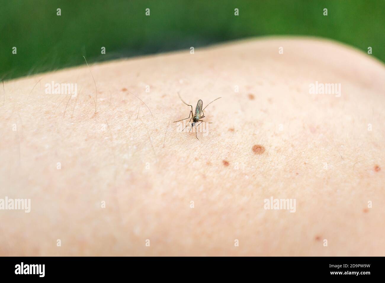 Closeup macro shot of a mosquito biting a person Stock Photo