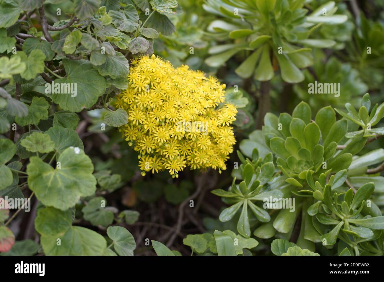 Bright yellow native Australian Everlastings or Paper Daisies surrounded by deep green foliage Stock Photo