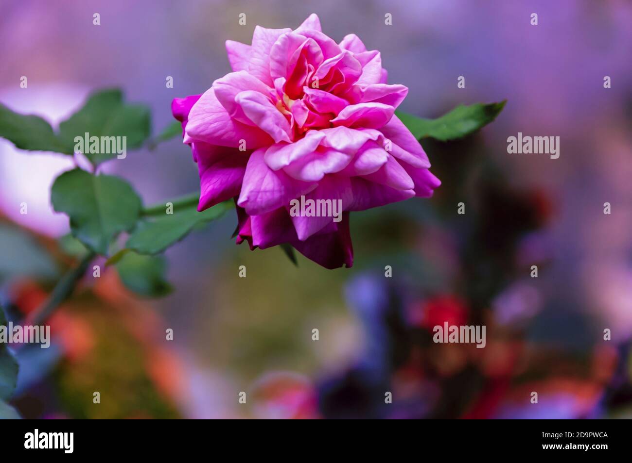 A close up of a pink rose in a home garden. Stock Photo