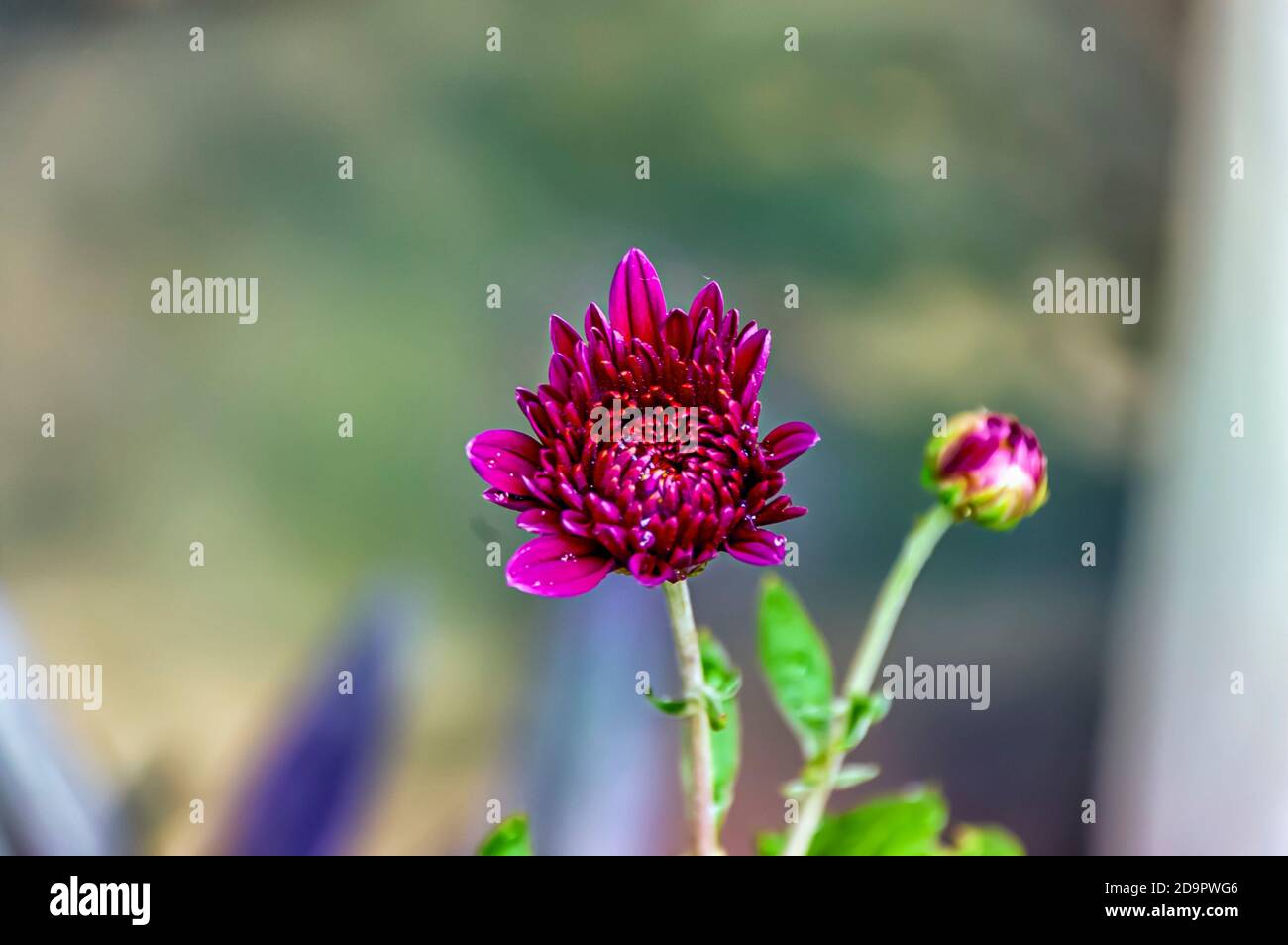 A close up of a partially bloomed dahlia flower in a home garden. Stock Photo