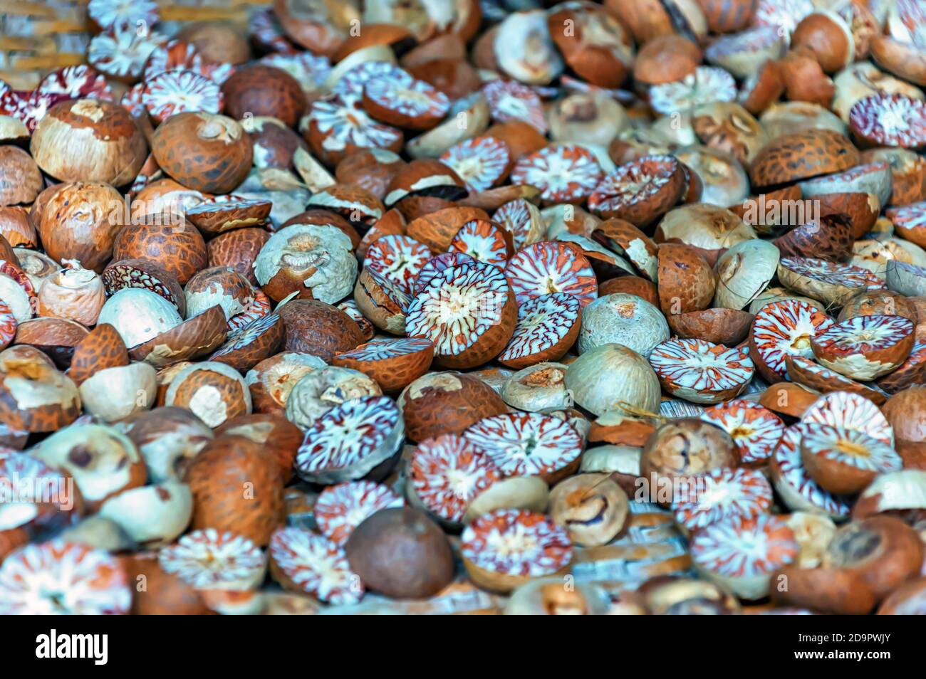 A close up of areca nuts/betel nuts/supari/betal nuts. Stock Photo