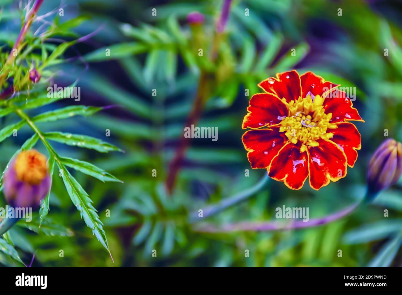 A close up of a blooming French marigold—Tagetes patula—in a home garden. Stock Photo