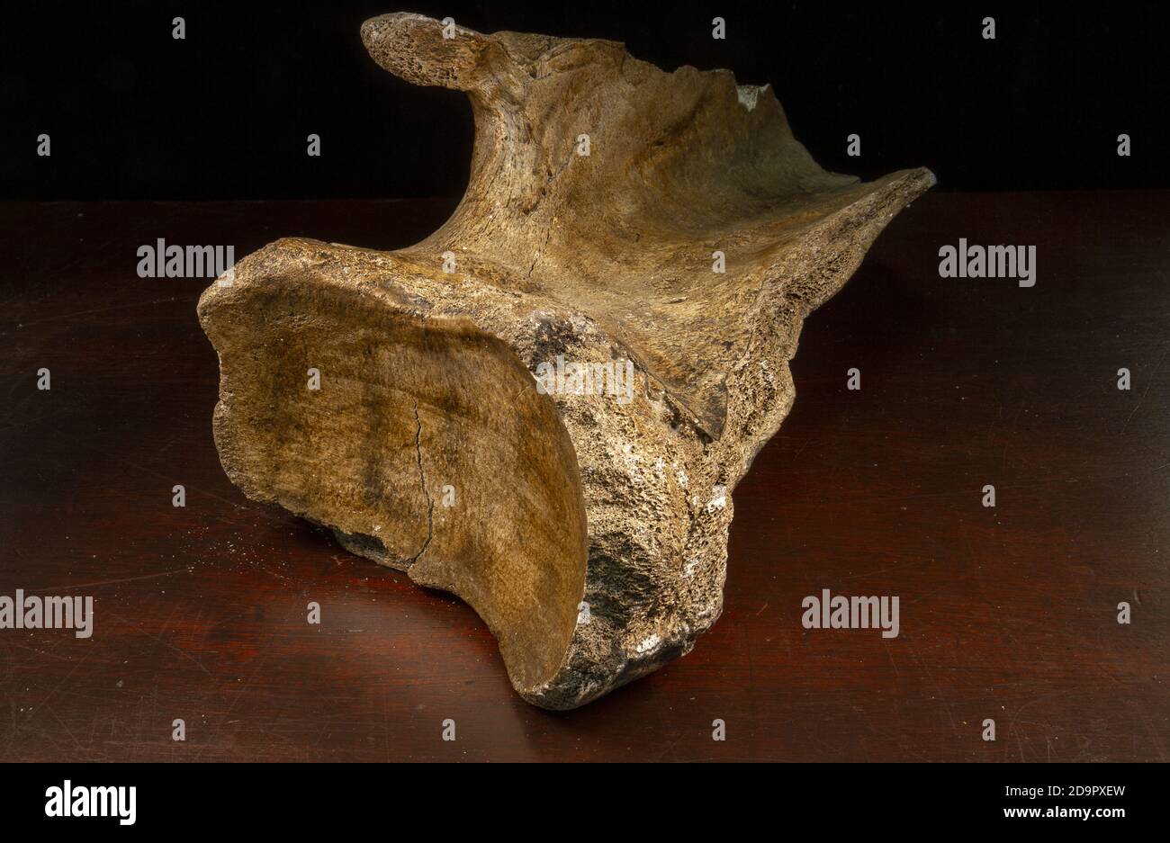 A fossilized section of mammoth (Mammuthus) shoulder blade from the North Sea near the Schelde, Netherlands, approx. 60,000 years old. Stock Photo