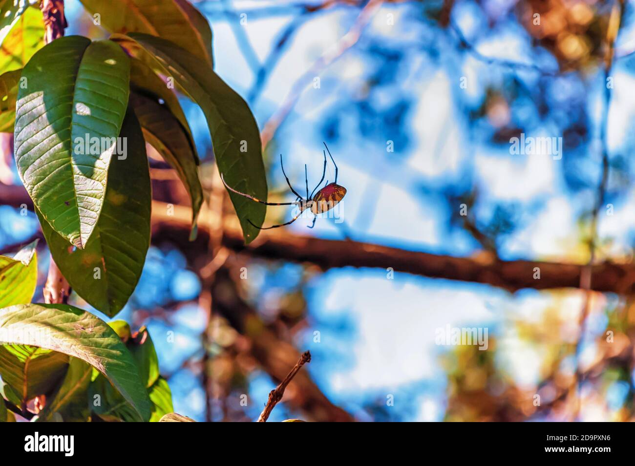 A black and yellow garden spider—Argiope aurantia—using its web to hang and climb down from a branch of a tree. Stock Photo
