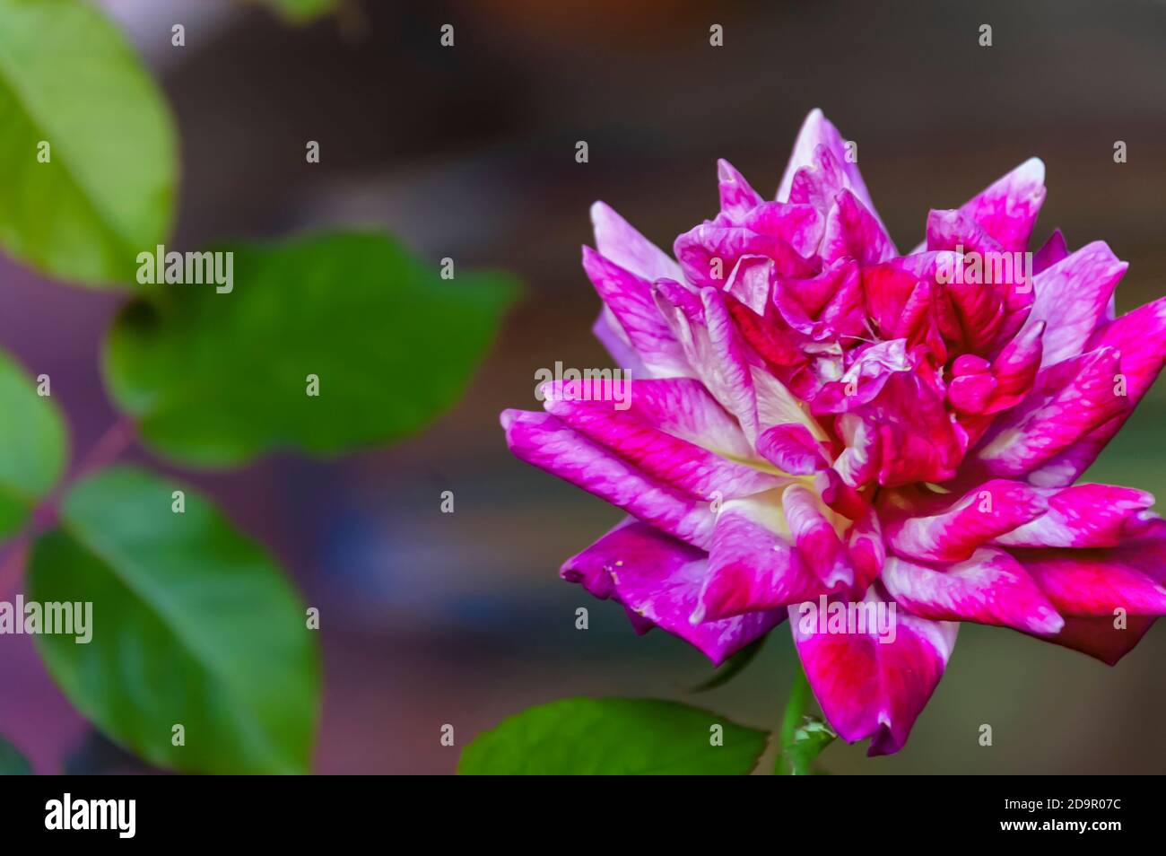 A close up of a pink rose in a home garden. Stock Photo