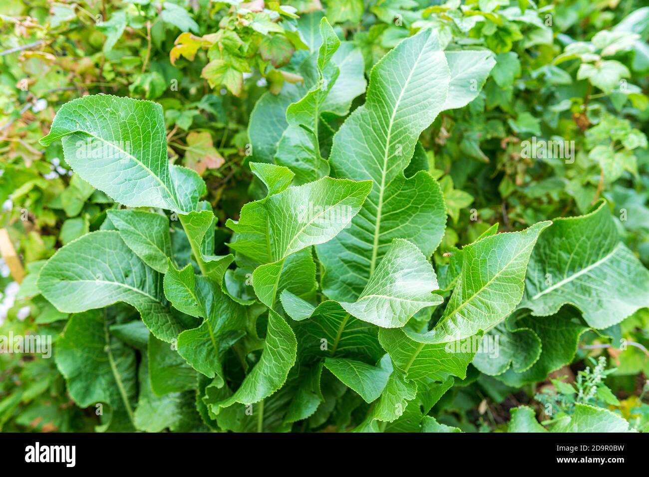 Horseradish leaves Armoracia rusticana cultured plant popular in Russia