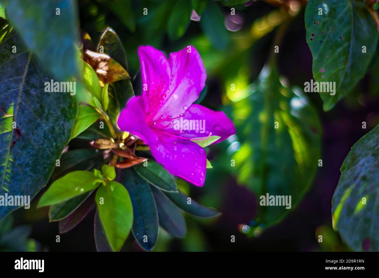 Garden symbolism hi-res stock photography and images - Alamy