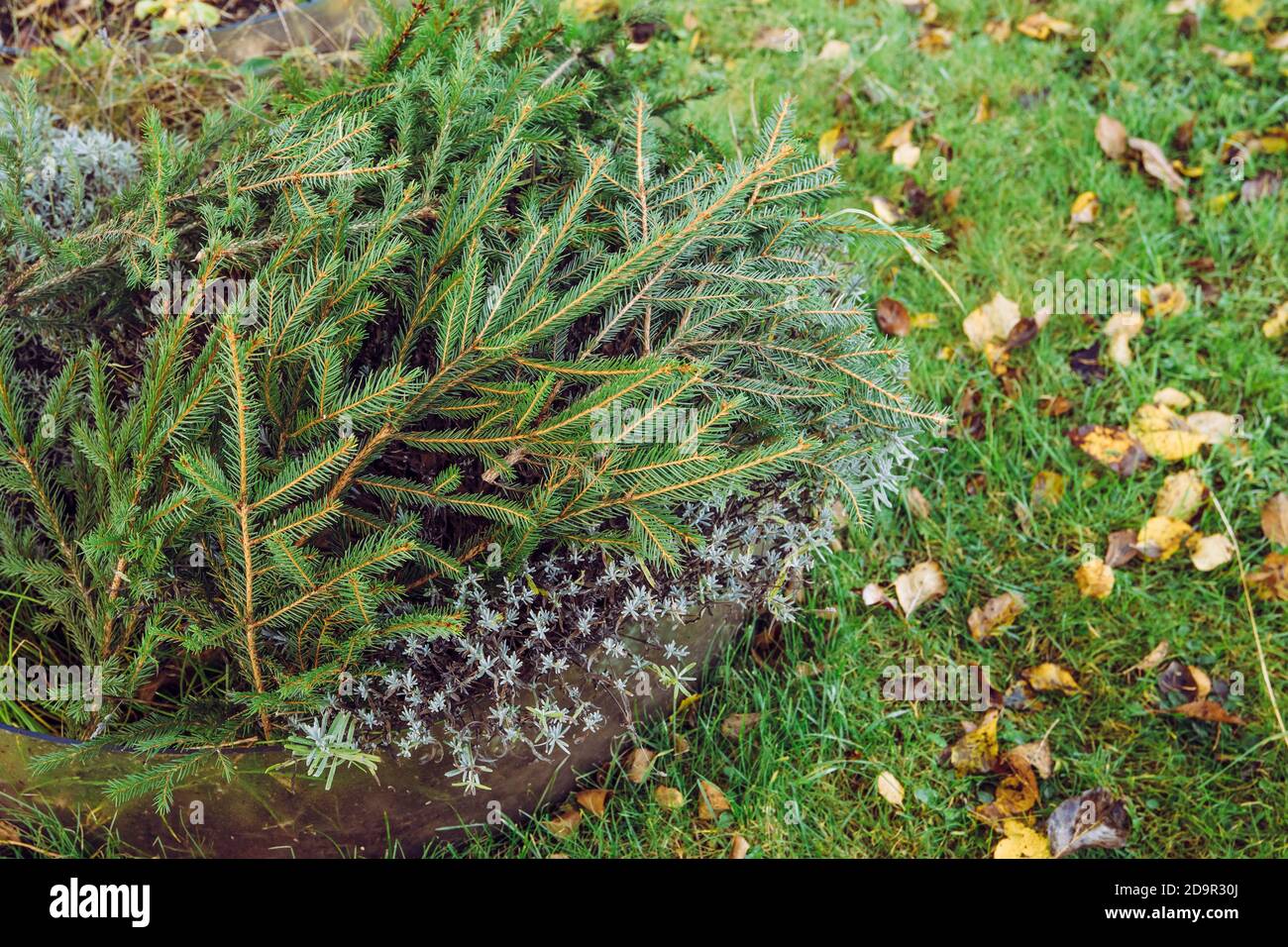 Winter cold damage prevention in home garden concept. Covering lavender flower bush with spruce