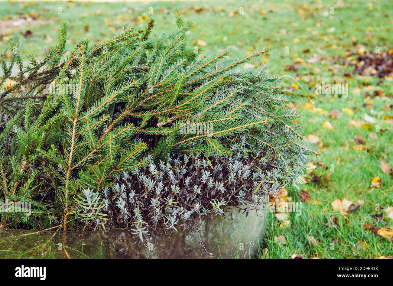 Winter cold damage prevention in home garden concept. Covering lavender