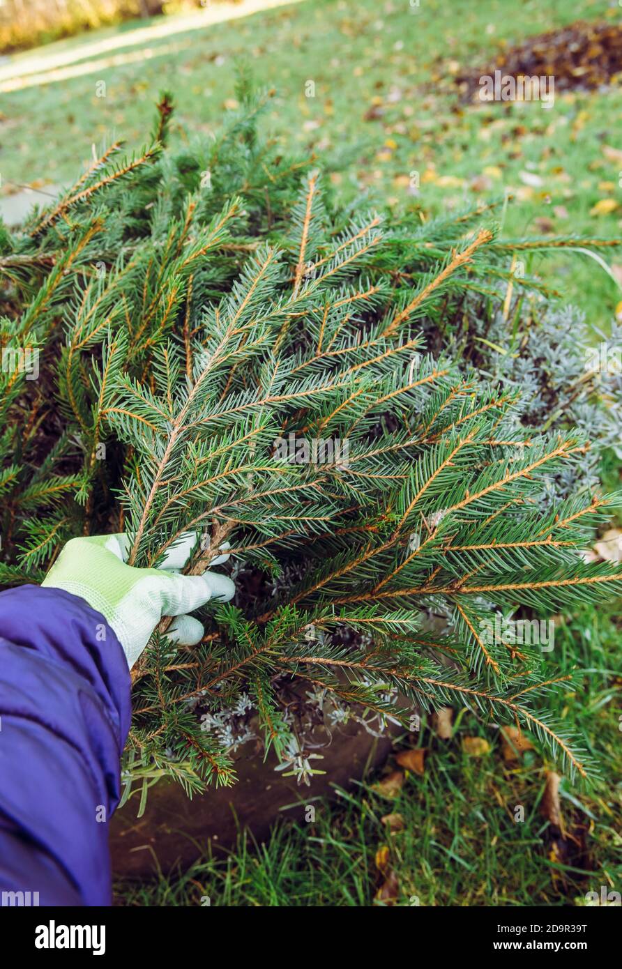 Winter cold damage prevention in home garden concept. Covering lavender flower bush with spruce tree branches so the plant will survive winter cold. Stock Photo