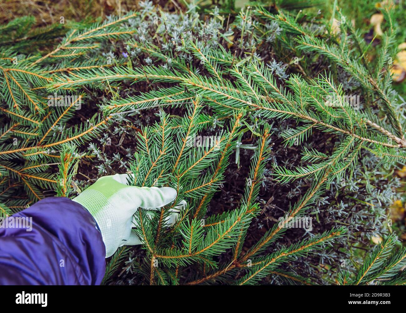 Winter cold damage prevention in home garden concept. Covering lavender flower bush with spruce tree branches so the plant will survive winter cold. Stock Photo