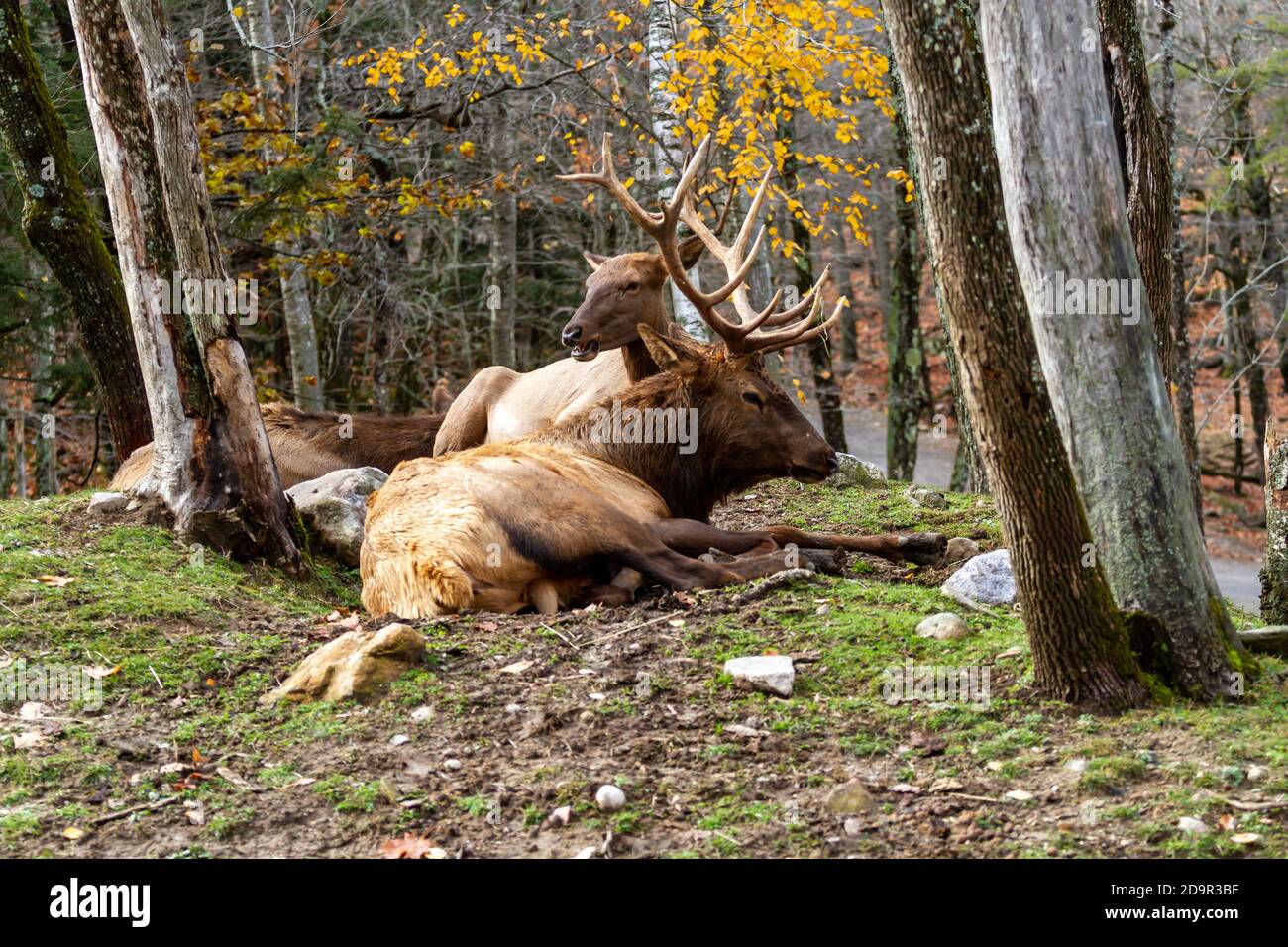A Bull Elk resting on the grass in the woods. Stock Photo