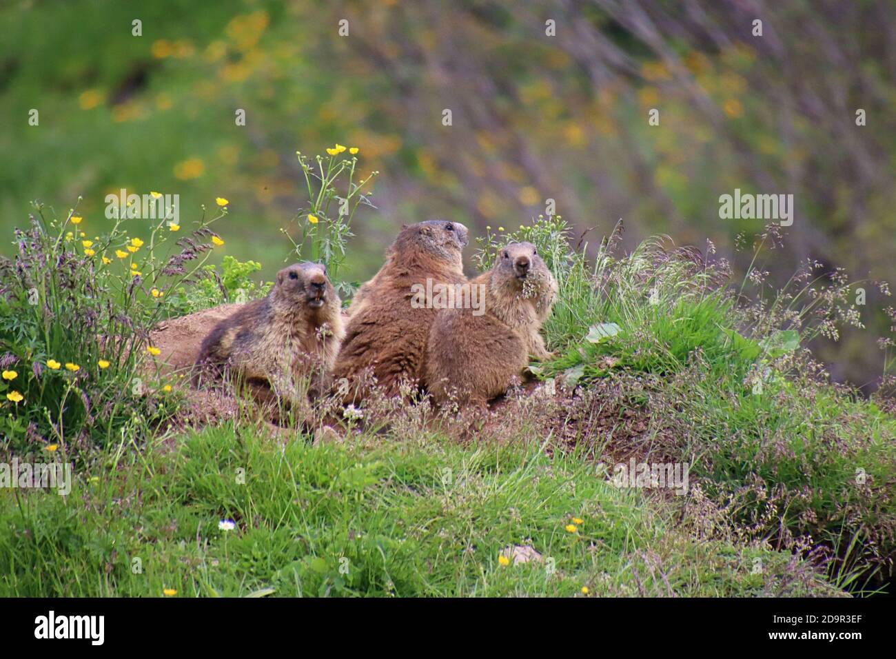 Alpine marmots keep an eye on the environment together Stock Photo - Alamy