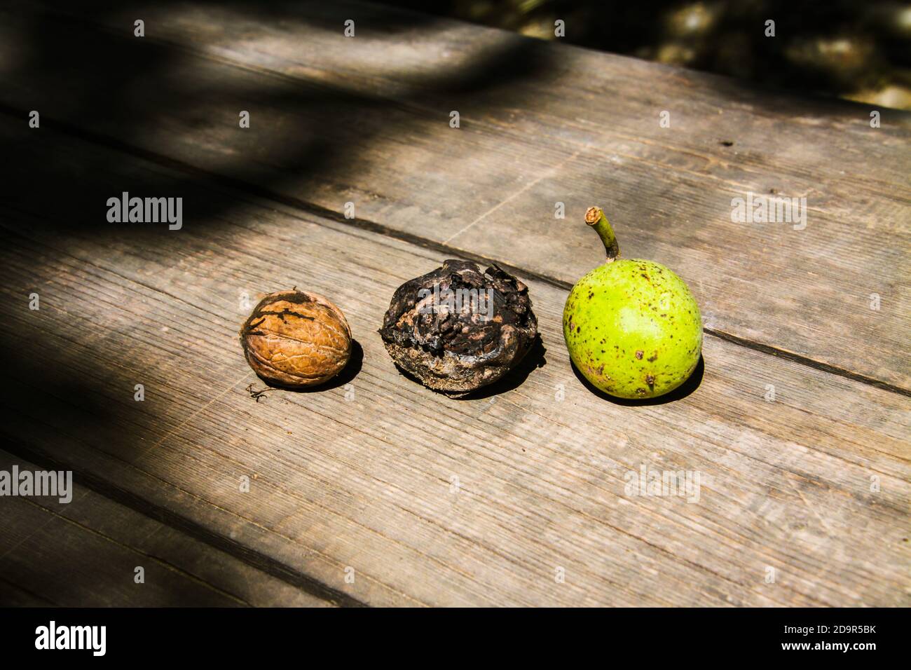 Three walnuts in different maturity states lie on a wooden table: green, medium-ripe and ripe. Stock Photo