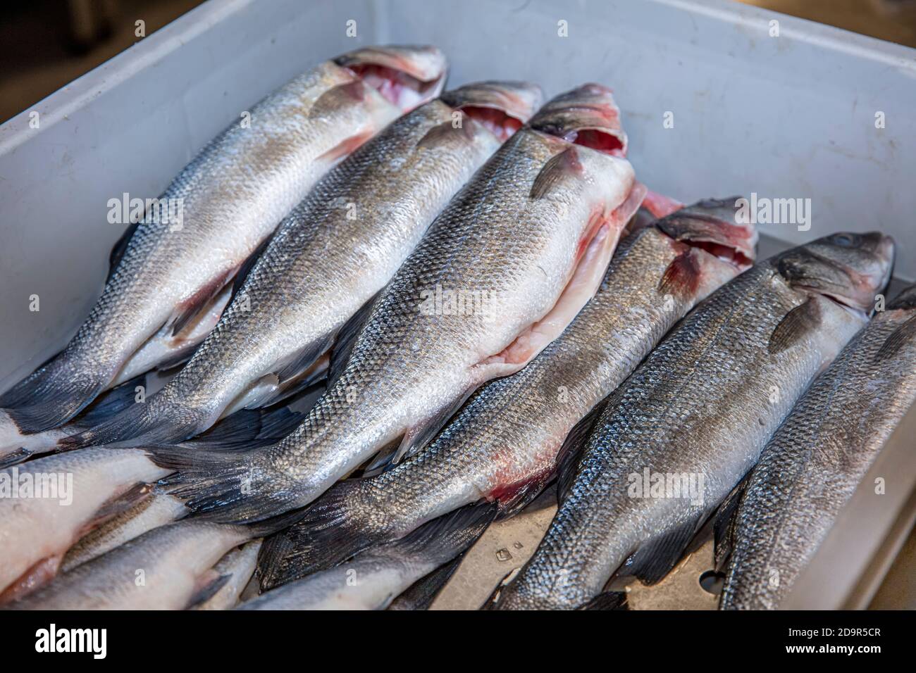 Perch fish inside the crates at the fish market. Fresh sea perch