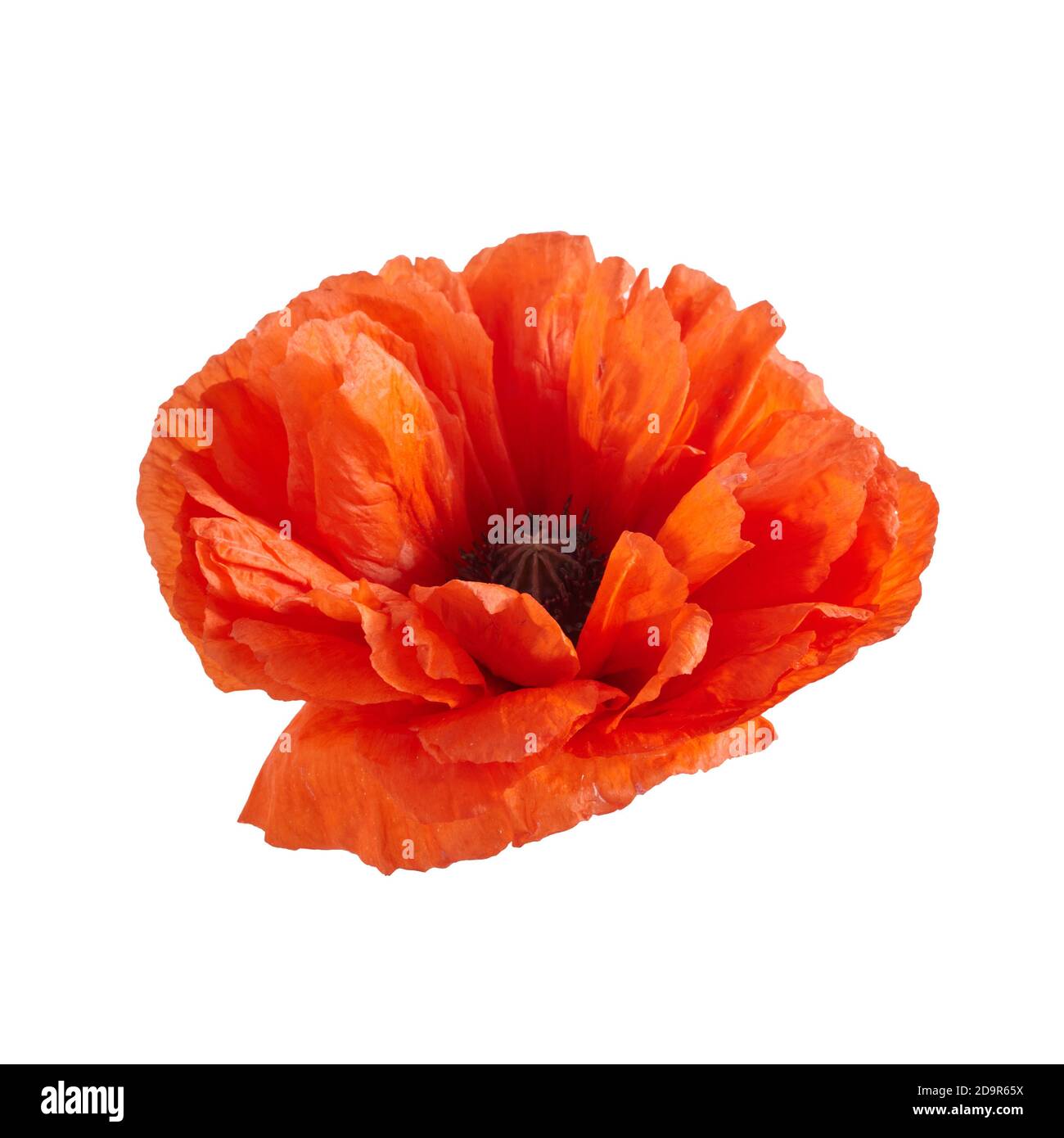 Poppy flower isolated on white background. Remembrance day. Stock Photo